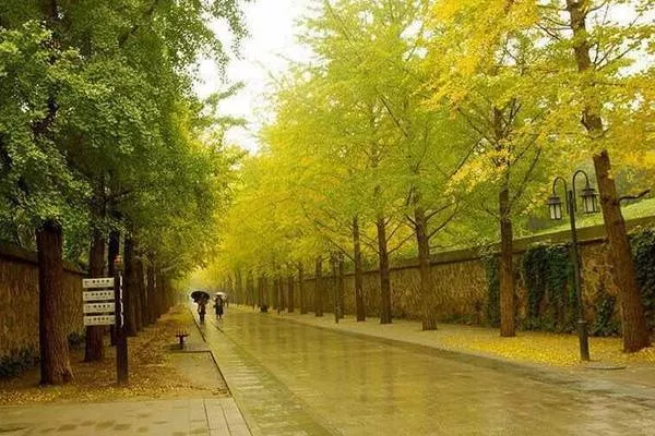 2021北京圓明園銀杏大道在哪里 附最佳觀(guān)賞時(shí)間及地點(diǎn)
