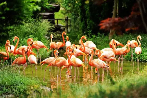 青島森林野生動(dòng)物世界門(mén)票價(jià)格及游玩攻略